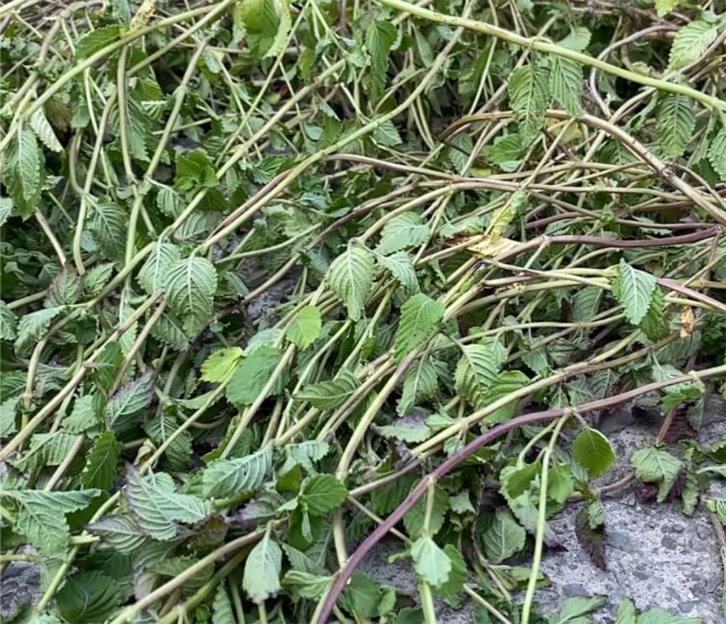 人氣團購甜品|好滑嫩!新竹關西仙草凍宅配|徐爺爺仙草.20年遵循古法.十二小時熬出飽滿香氣|仙草凍、檸檬愛玉、青草茶、仙草茶宅配 人氣團購甜品|好滑嫩!新竹關西仙草凍宅配|徐爺爺仙草.20年遵循古法.十二小時熬出飽滿香氣|仙草凍、檸檬愛玉、青草茶、仙草茶宅配
